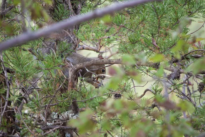 美国，金斯山，克劳德斯山州立公园林伍德路通道，动物主题，动物，野生动物，野生动物，一种动物