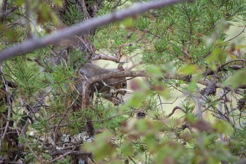 美国，金斯山，克劳德斯山州立公园林伍德路通道，动物主题，动物，野生动物，野生动物，一种动物