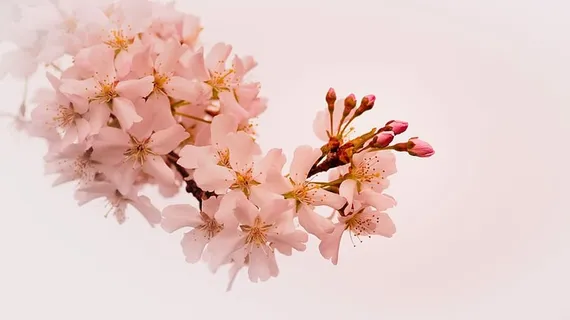 粉色花束,植物,自然,季节,开花,花瓣,树枝,漂亮 粉色花束,植物,自然,季节,开花,花瓣,树枝,漂亮