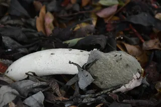 叶子，植物部分，无人，特写，陆地，干燥，自然，田野