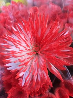 花，花，红色，自然，自然，花商，礼物，花园