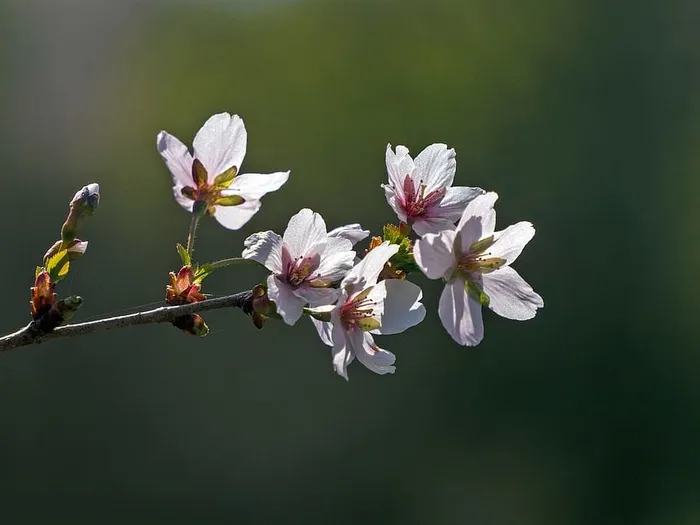 春天盛开的蟹状苹果的粉红色花朵。