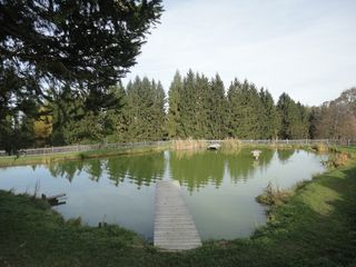 湖, 水, 静水, 卷筒纸, 休息, 自然保护, 森林, 镜像