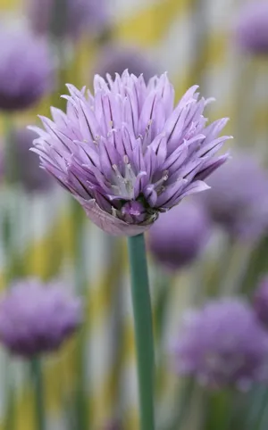 韭菜，春天，紫色，花，开花植物，脆弱性，脆弱性，植物