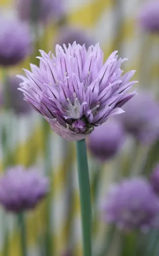 韭菜，春天，紫色，花，开花植物，脆弱性，脆弱性，植物