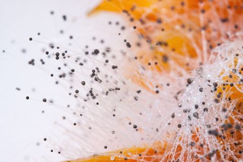 轭状蘑菇，接合菌纲，红辣椒上，轭状结构，接合孢子，黑色，液滴，液滴状