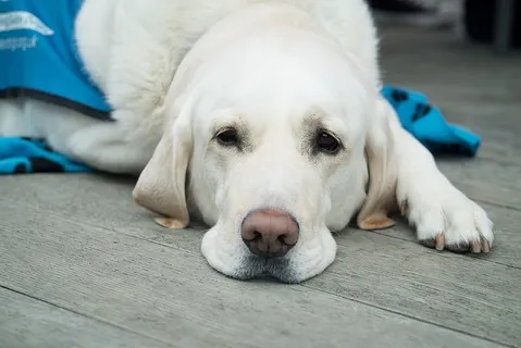 狗,可爱,宠物,狗,动物,实验室,拉布拉多犬,医疗保健 狗,可爱,宠物,狗,动物,实验室,拉布拉多犬,医疗保健