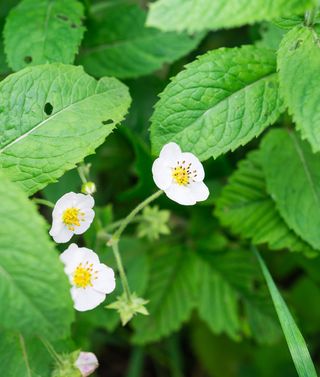 花，叶，草莓，开花，白花，花园，绿色，花瓣