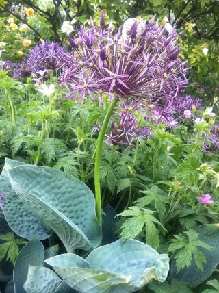 葱属，葱属，球形，花瓣，花园，草本，花，开花植物