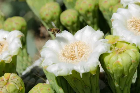 萨瓜罗，仙人掌，花朵，花朵，蜜蜂，亚利桑那州，西南部，索诺兰