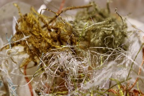 苔藓、植物、农产品、蔬菜、食品、谷物、蜘蛛、动物