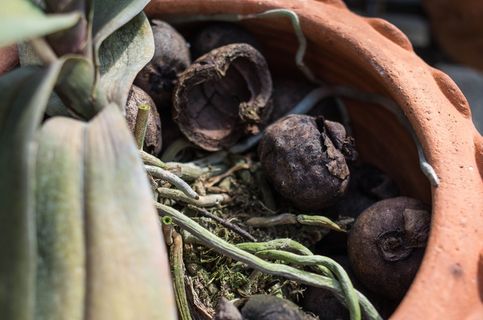 食物和饮料，食物，无人，蔬菜，新鲜，特写，健康饮食，幸福
