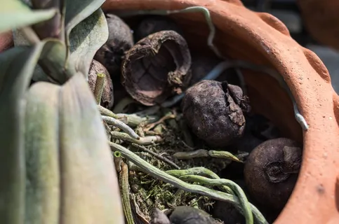 食物和饮料，食物，无人，蔬菜，新鲜，特写，健康饮食，幸福