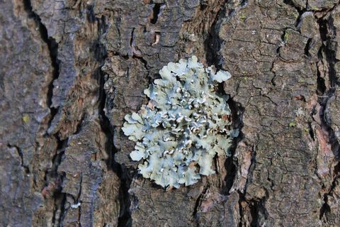 树干，树干，植物，树木，纹理，生长，特写，自然