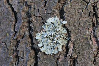 树干，树干，植物，树木，纹理，生长，特写，自然
