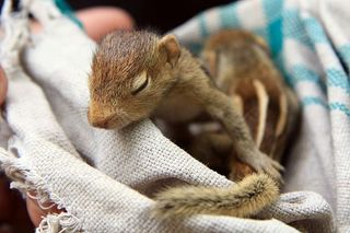 小松鼠，松鼠，动物，可爱，哺乳动物，可爱，啮齿动物，宠物