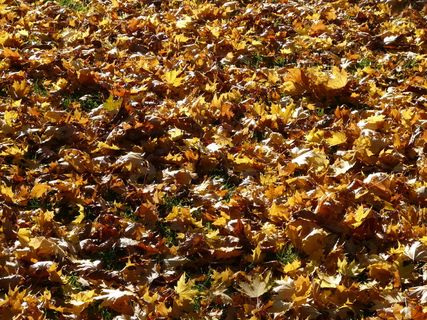 秋天的树叶，背光，树叶，秋天，秋天的森林，棕色，五颜六色，黄色