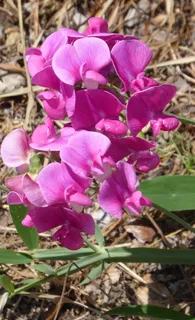 自然，森林，野花，红，花，太阳，地狱，明亮