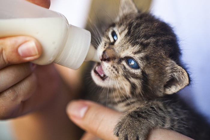 喂食小猫的人的特写照片