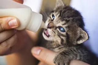 喂食小猫的人的特写照片