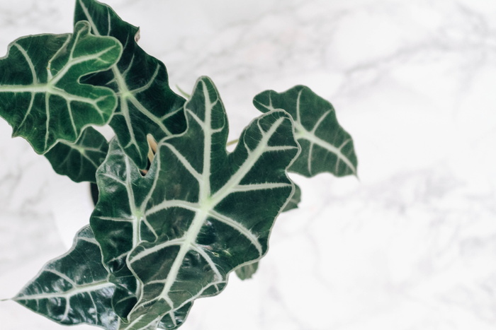 绿色，白色，空白空间，从上面看，植物，干净，极简主义，大理石