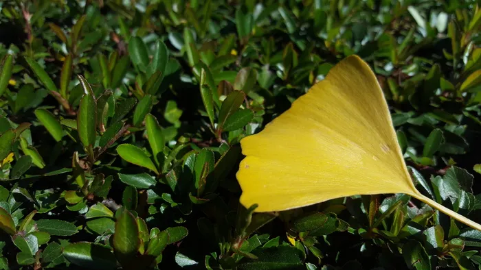 银杏，金，黄，黄，绿，金，黄，绿，绿草，叶