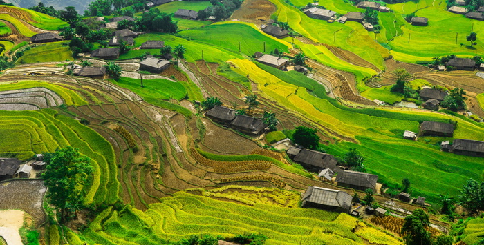 丝绸、稻田、水稻、山地、亚洲、巴厘岛、村庄、马来西亚