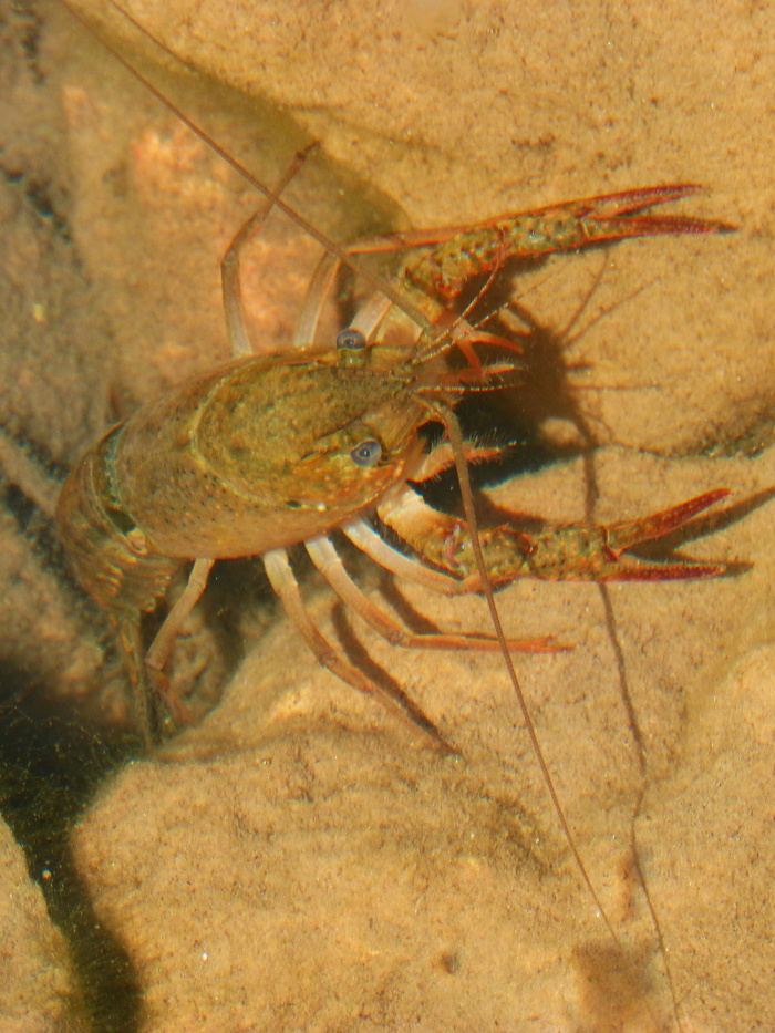 小龙虾，蒙桑特，河，蟹，普里奥拉特，蒙桑特河，蟹，潜艇，海鲜