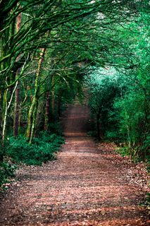 树木和植物之间的泥土通道