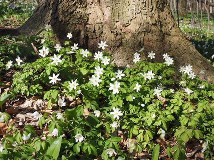 白色，花，旁边，树，白天，森林，原木，森林地面