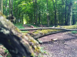 自然, 森林, 树木, 草, 日光, 地面, 苔藓, 通路