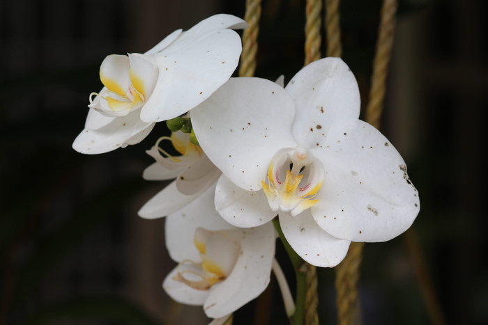 白蛾兰花