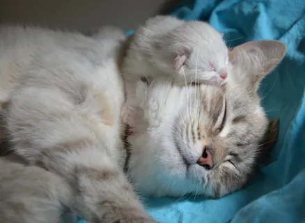 睡觉, 灰色, 猫, 青色纺织, 小猫和妈妈, 小猫, 家养动物 睡觉, 灰色, 猫, 青色纺织, 小猫和妈妈, 小猫, 家养动物