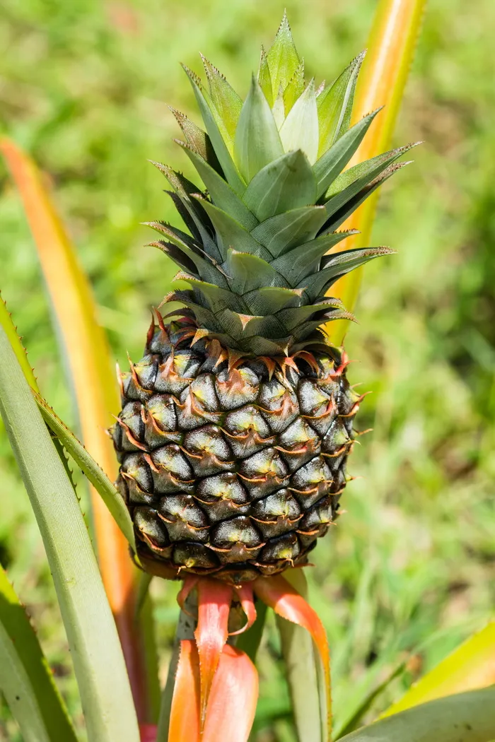 菠萝、水果、异国情调、热带水果、生长、注重前景、新鲜度、植物