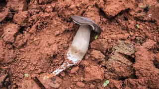 棕壤上的褐蘑菇