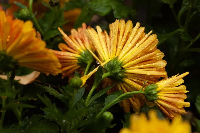 植物，花，菊科，花，花粉，雏菊，雏菊，花瓶