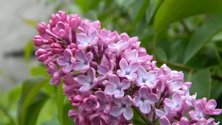 丁香，花，植物群，自然，紫罗兰，开花灌木，春季，开花植物