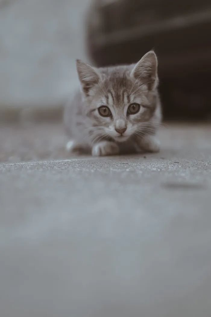 猫的特写照片