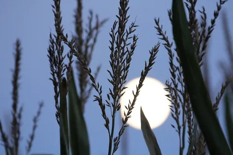 加拿大,uxbridge,植物,生长,天空,自然,无人,农业 加拿大,uxbridge,植物,生长,天空,自然,无人,农业