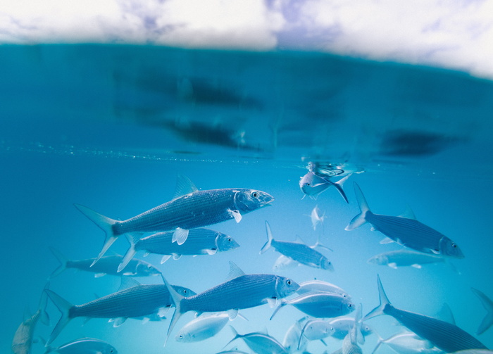 水, 水族馆, 鱼, 水下, 蓝色, 鳍, 海, 动物