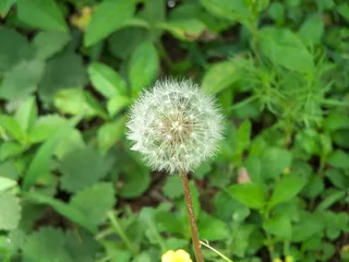 面包师，花卉，自然，植物，花卉，新鲜度，开花植物，蒲公英