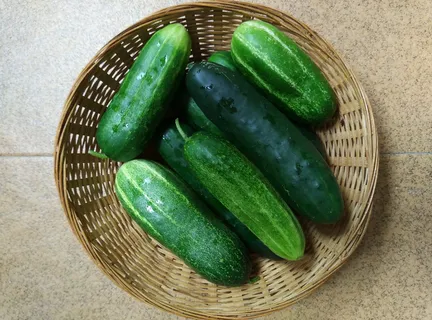 黄瓜,果园,蔬菜,收获,瓜类,水果,成熟,植物 黄瓜,果园,蔬菜,收获,瓜类,水果,成熟,植物