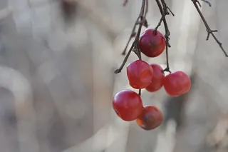红樱桃、植物、水果、苹果、食品、樱桃、自然、野生