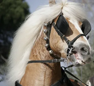 马，金发，神经质，马脸，家畜，哺乳动物，家畜，动物