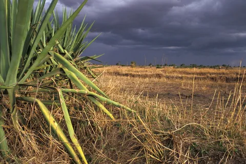 刚果民主*、斯特罗姆、扎伊尔、气候、剑麻、天空、田地、农业
