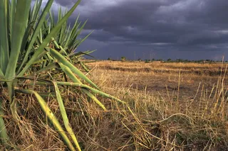 刚果民主*、斯特罗姆、扎伊尔、气候、剑麻、天空、田地、农业