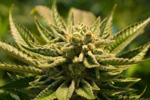 特写照片,绿色,叶状植物,大麻,大麻,大麻,毒品 特写照片,绿色,叶状植物,大麻,大麻,大麻,毒品