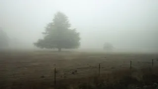 雾，树，令人毛骨悚然，寂静，小山，篱笆，道路，旅行