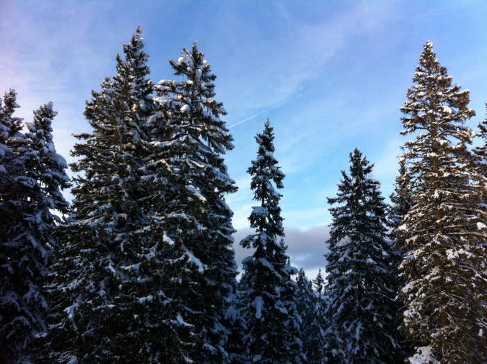 雪，冬天，冬天，树，山，雪，冷，植物