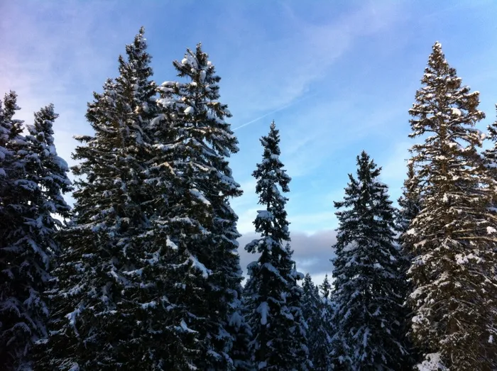雪，冬天，冬天，树，山，雪，冷，植物